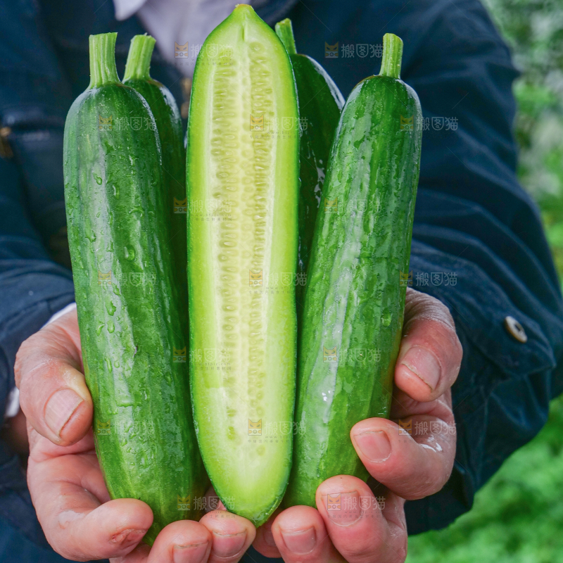 水果黄瓜