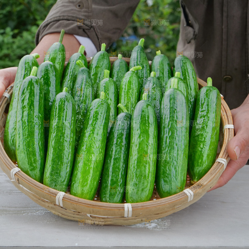 水果黄瓜