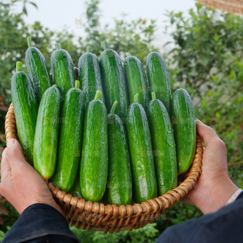 水果黄瓜
