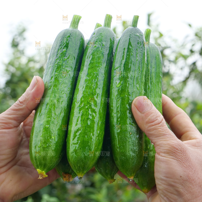 水果黄瓜