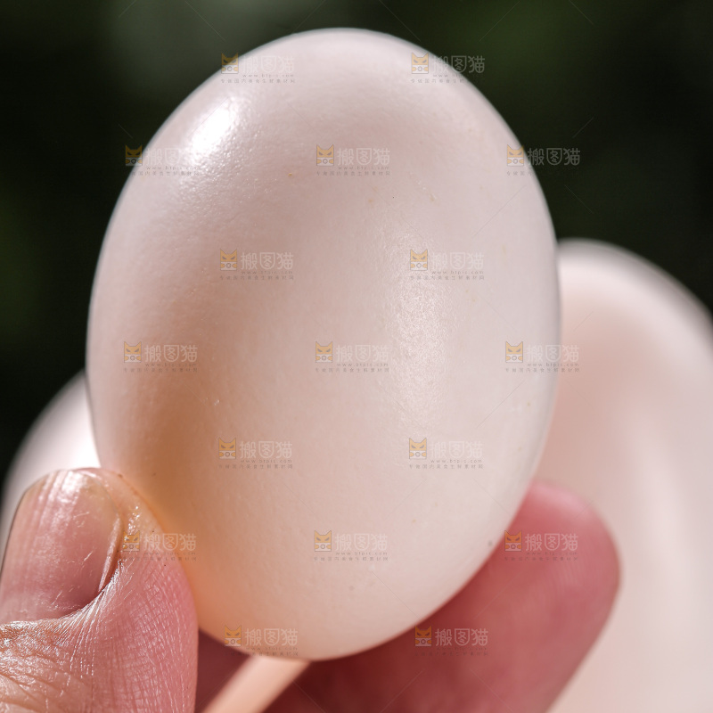 鸽子蛋