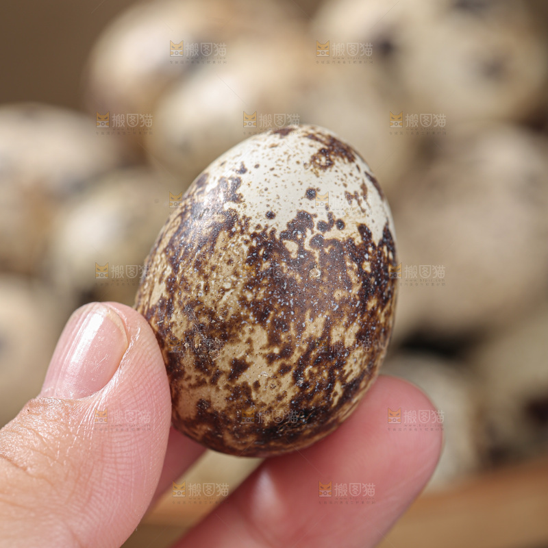 鹌鹑蛋
