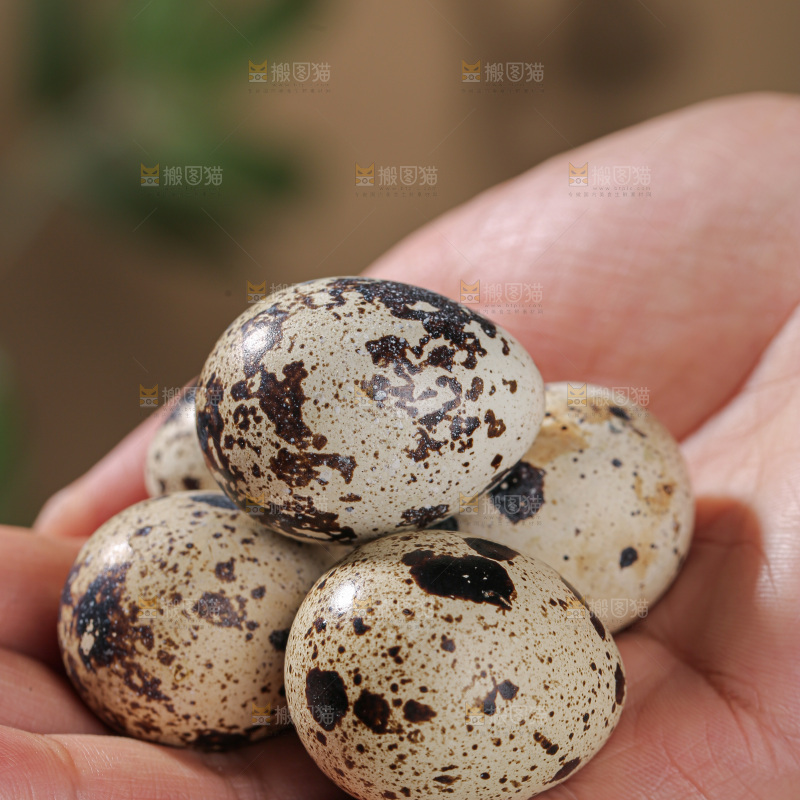 鹌鹑蛋
