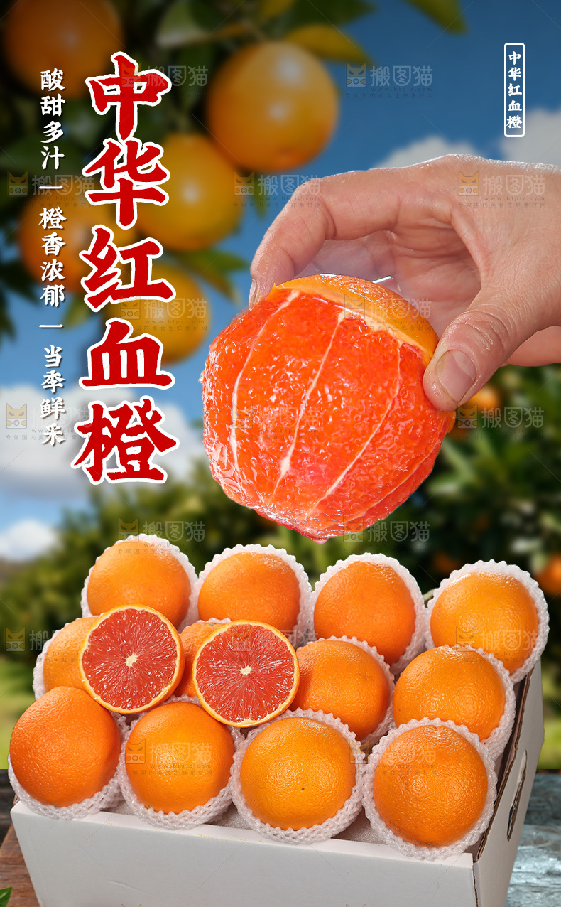 中华红血橙详情页