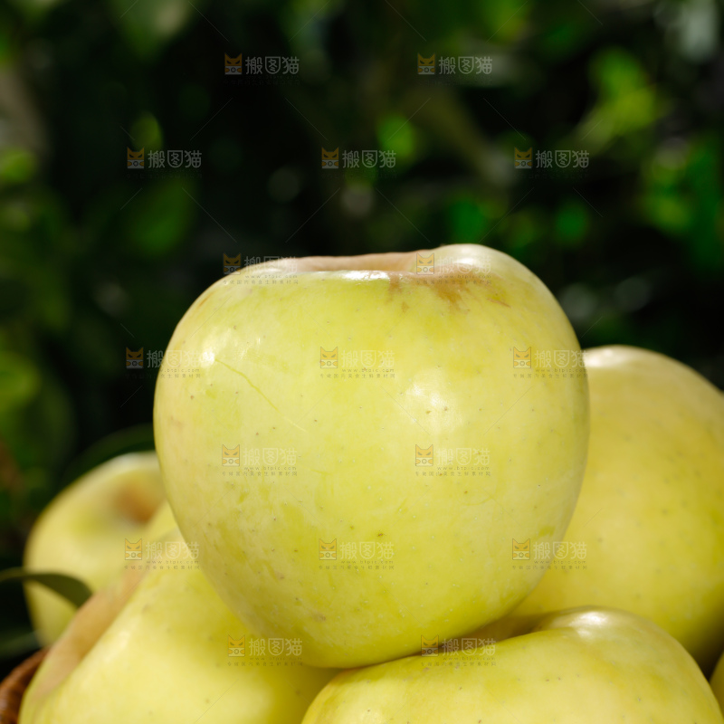 瑞雪苹果