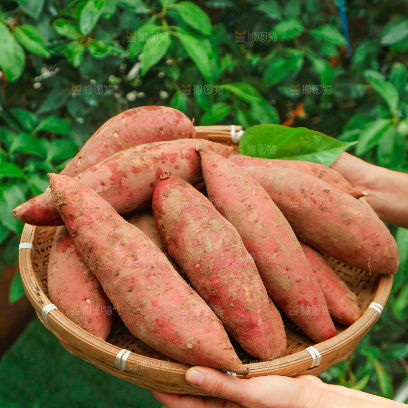 红心蜜薯