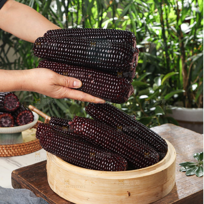 黑糯玉米