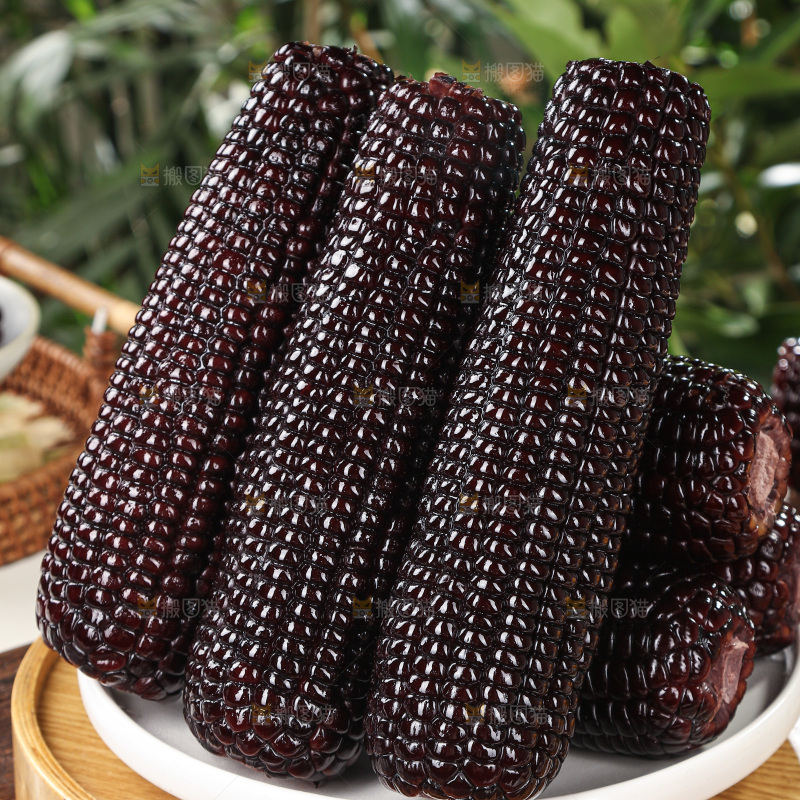 黑糯玉米