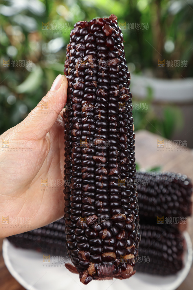 黑糯玉米