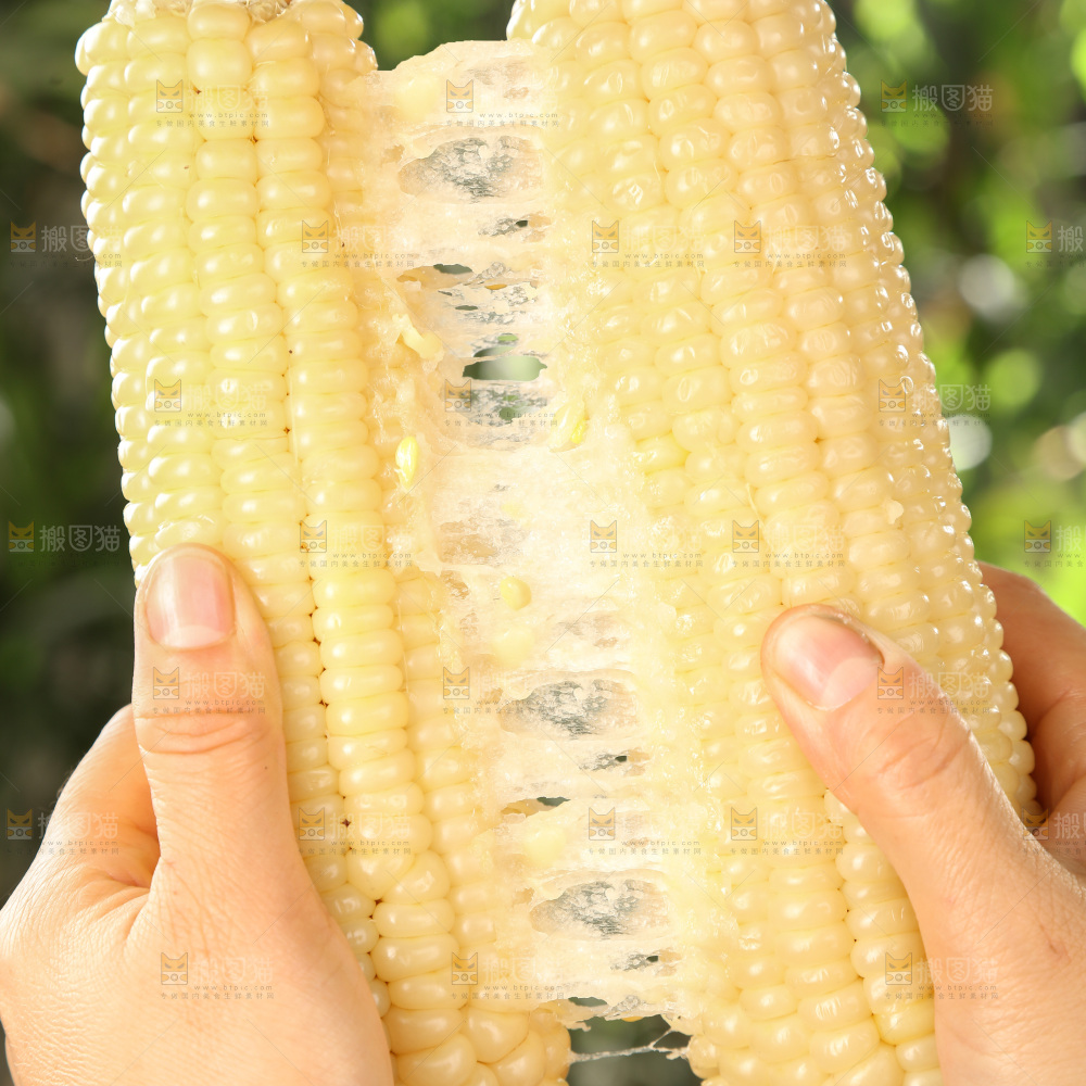 白糯玉米