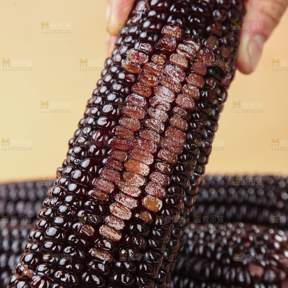 黑糯玉米