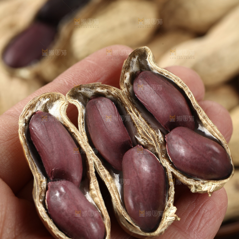 黑皮花生