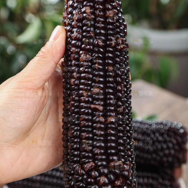 黑糯玉米