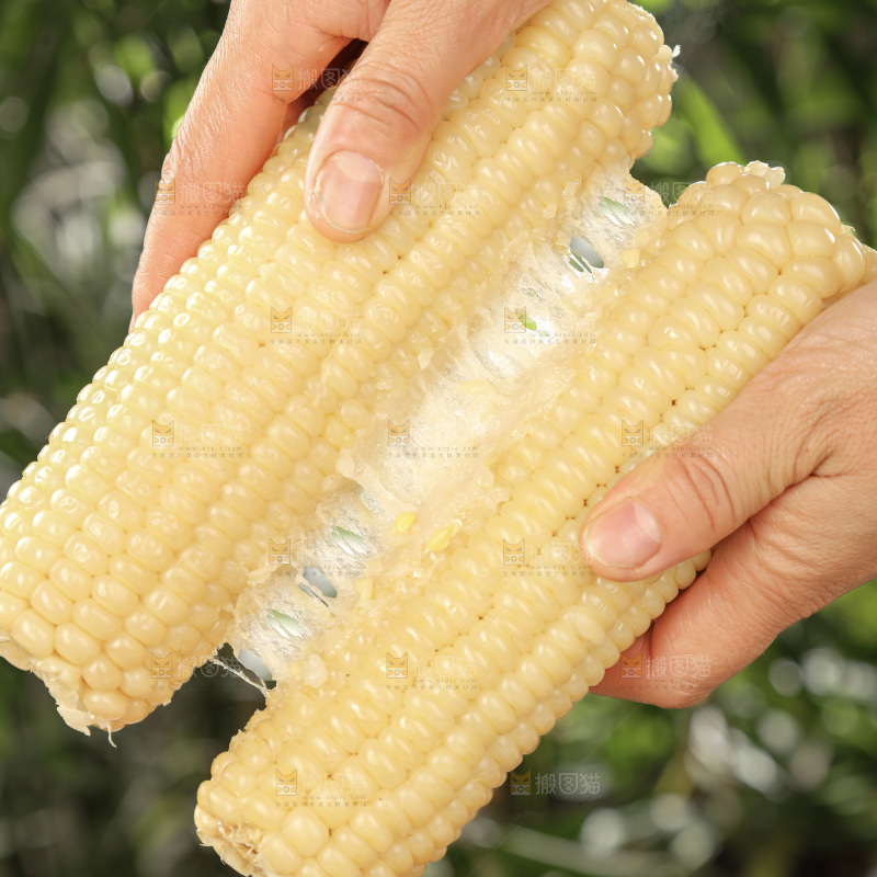 白糯玉米