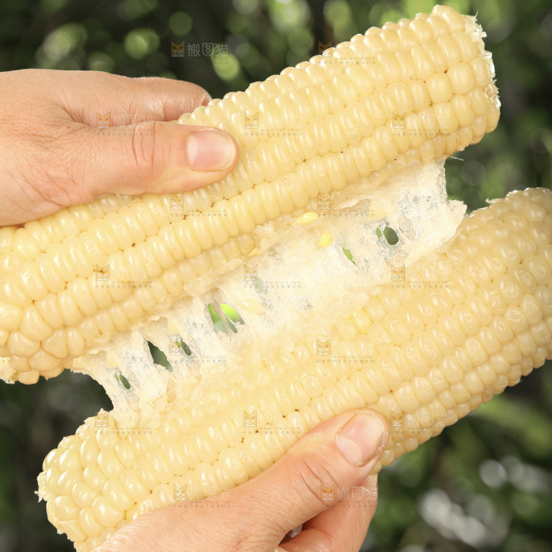 白糯玉米