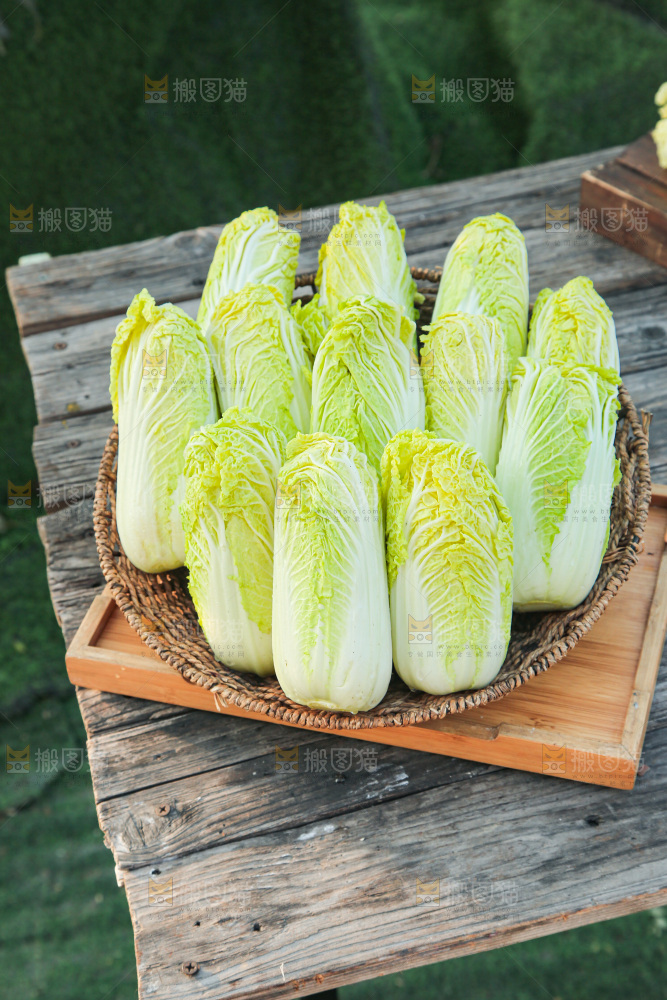娃娃菜