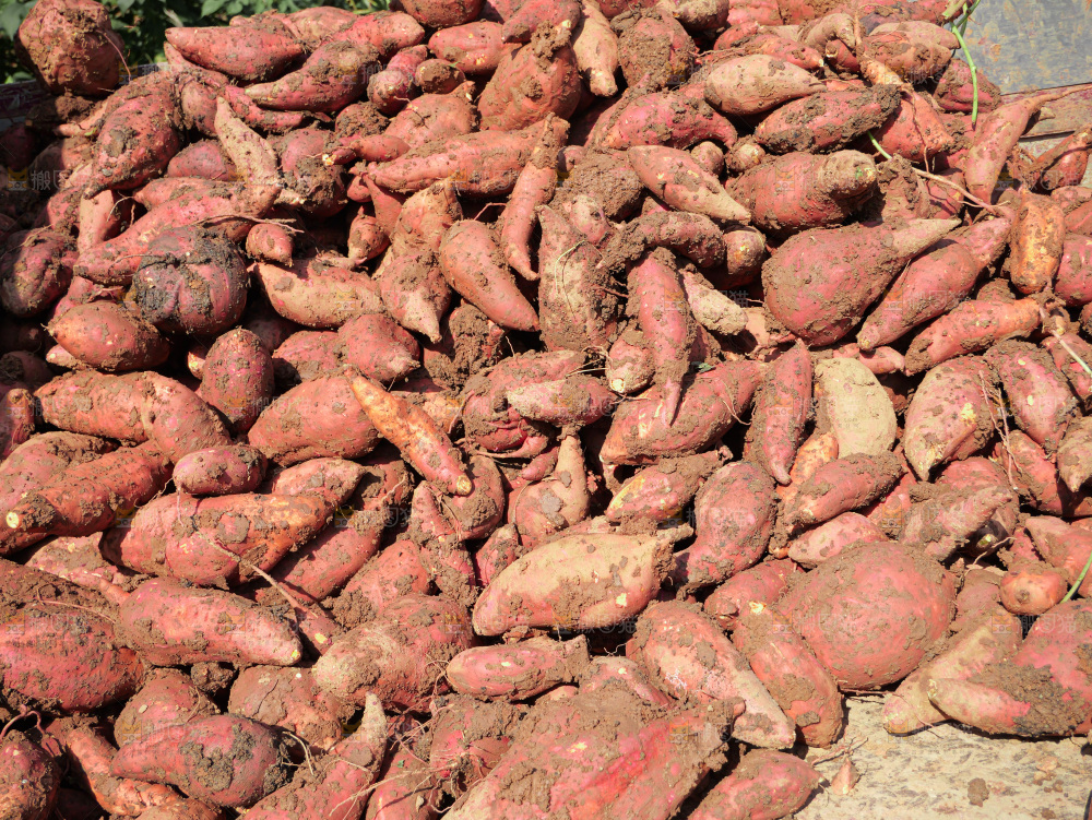 红薯