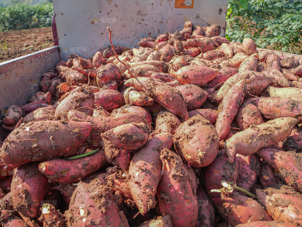 红薯