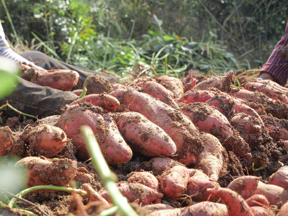 红薯