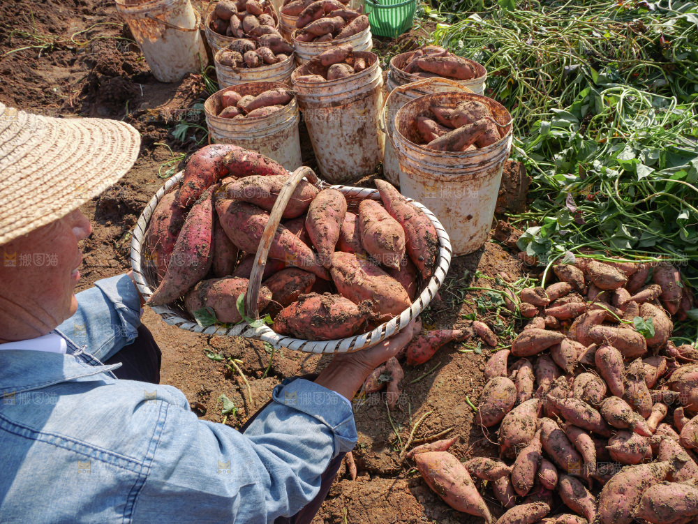 红薯
