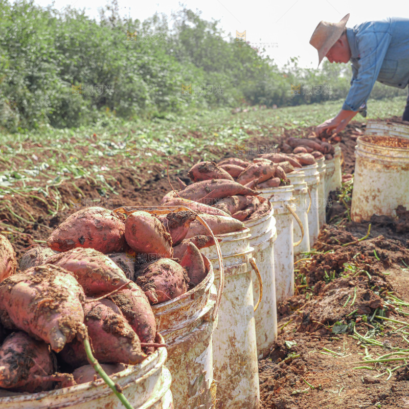红薯