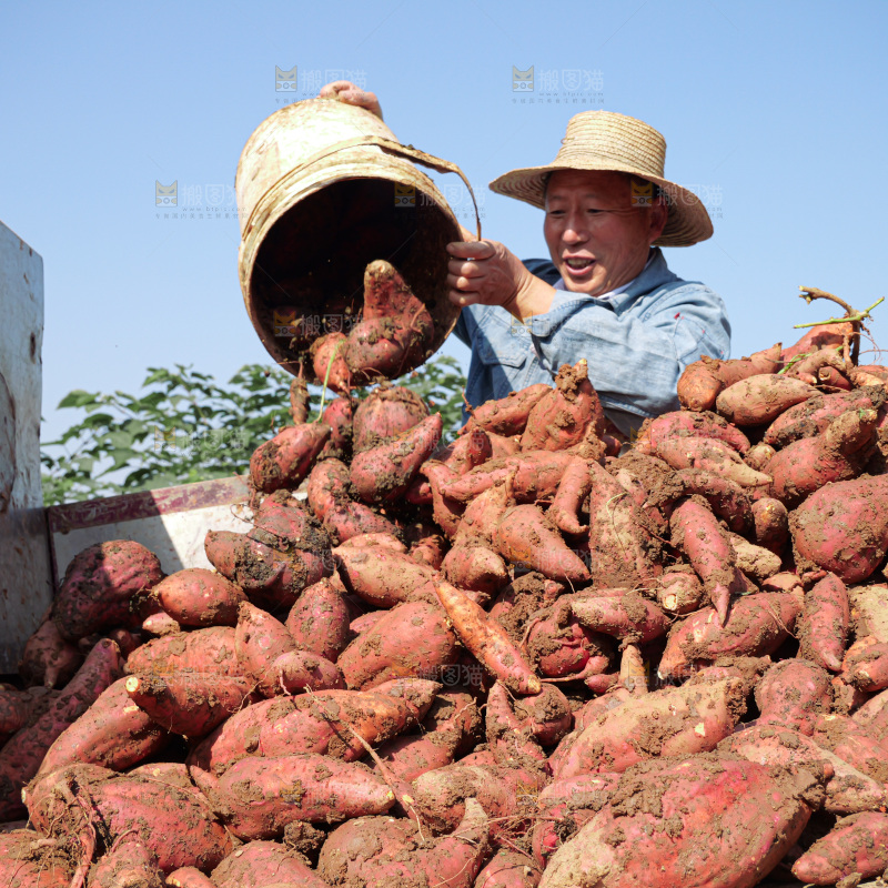 红薯