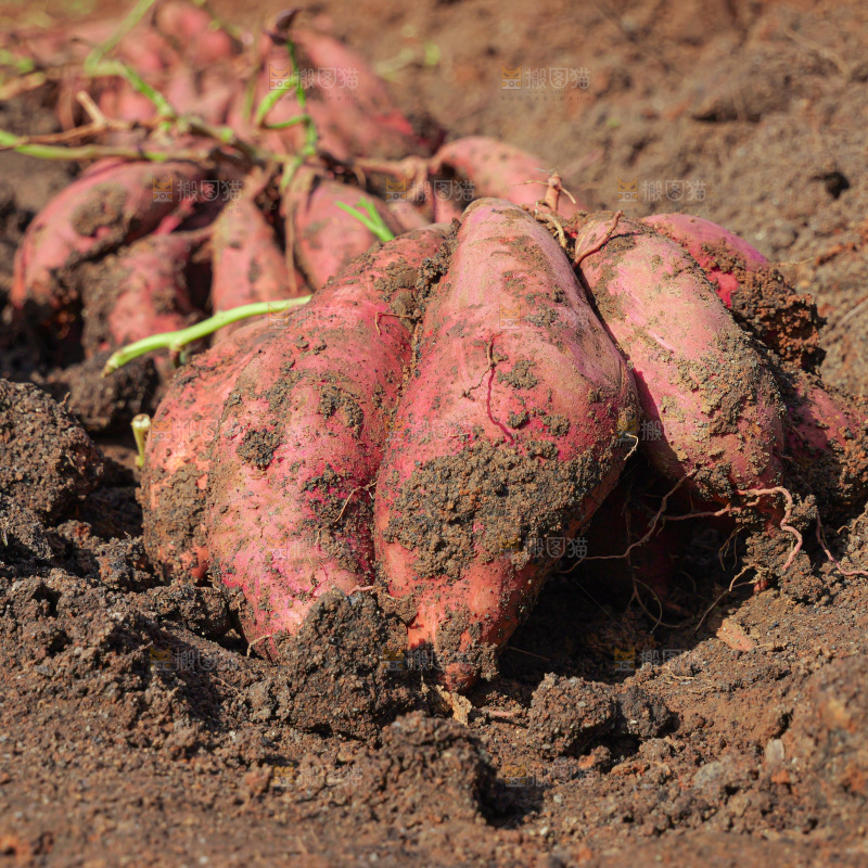 红薯
