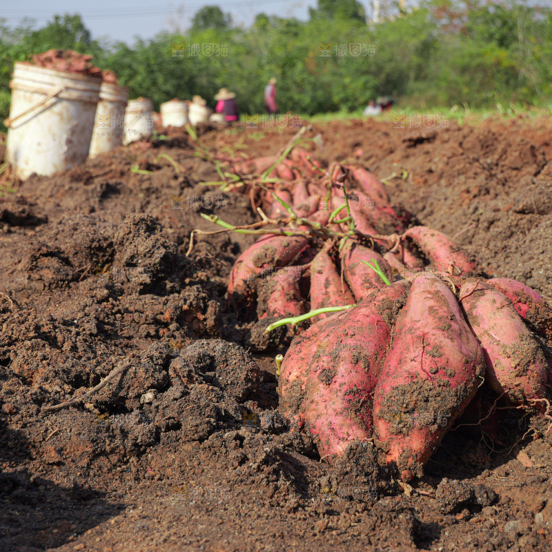 红薯
