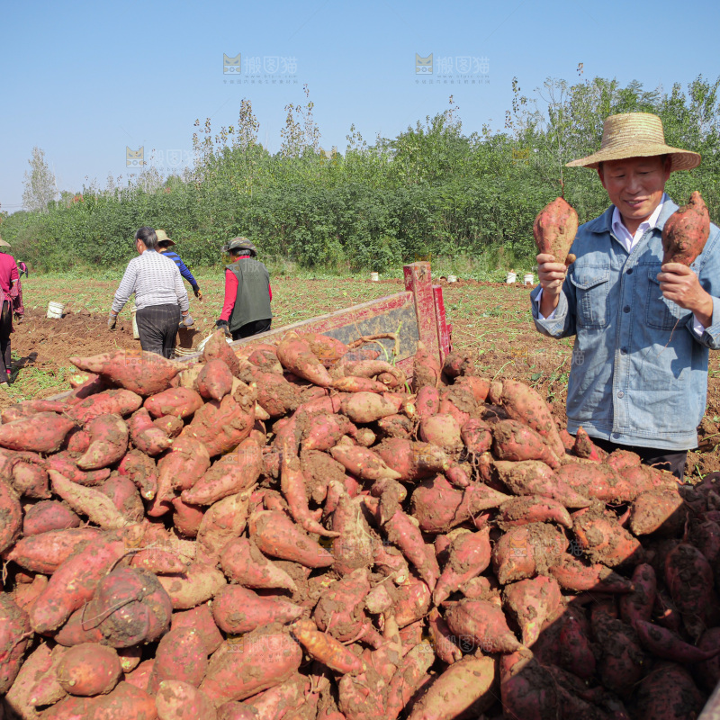 红薯