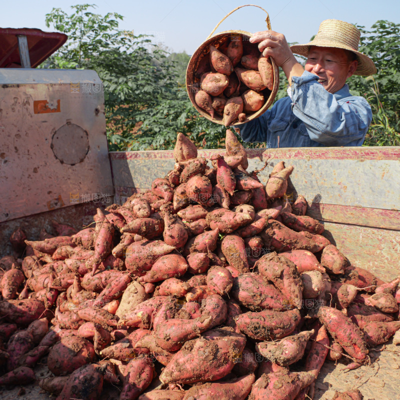 红薯