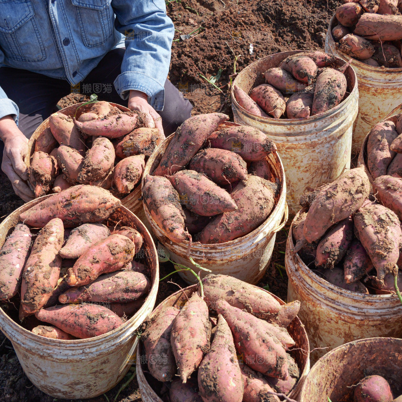 红薯