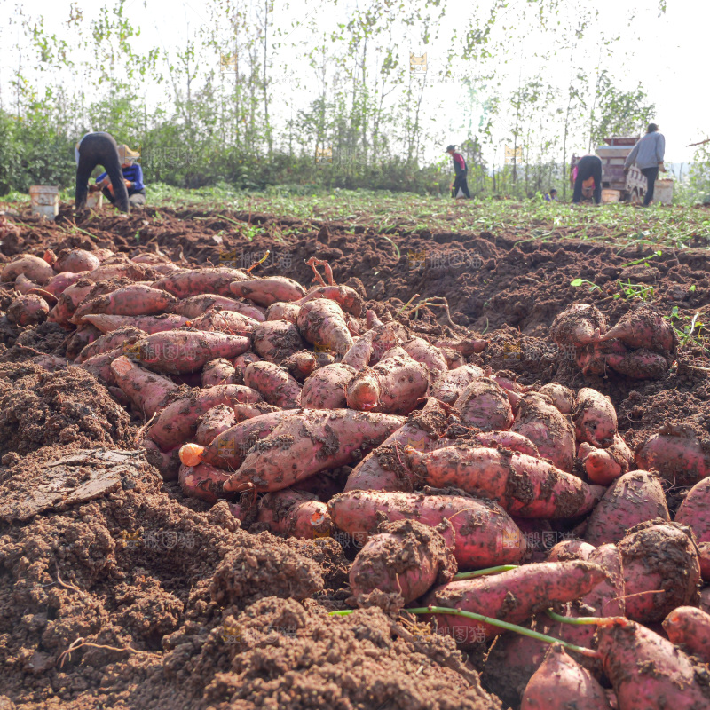 红薯