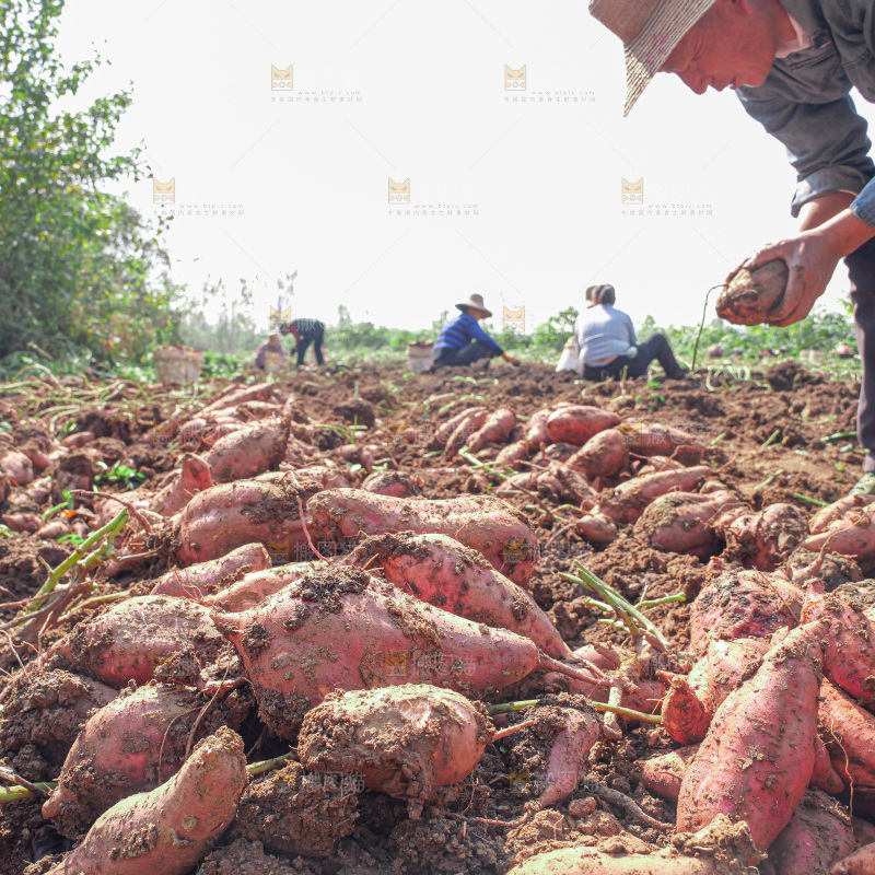 红薯