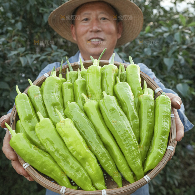 黄皮尖椒