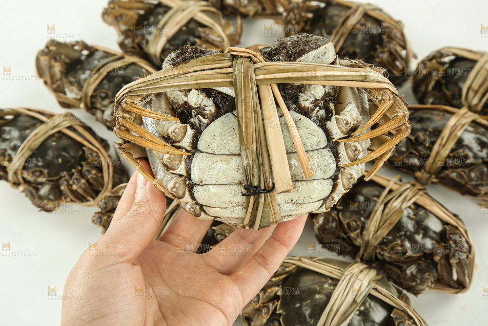 大闸蟹