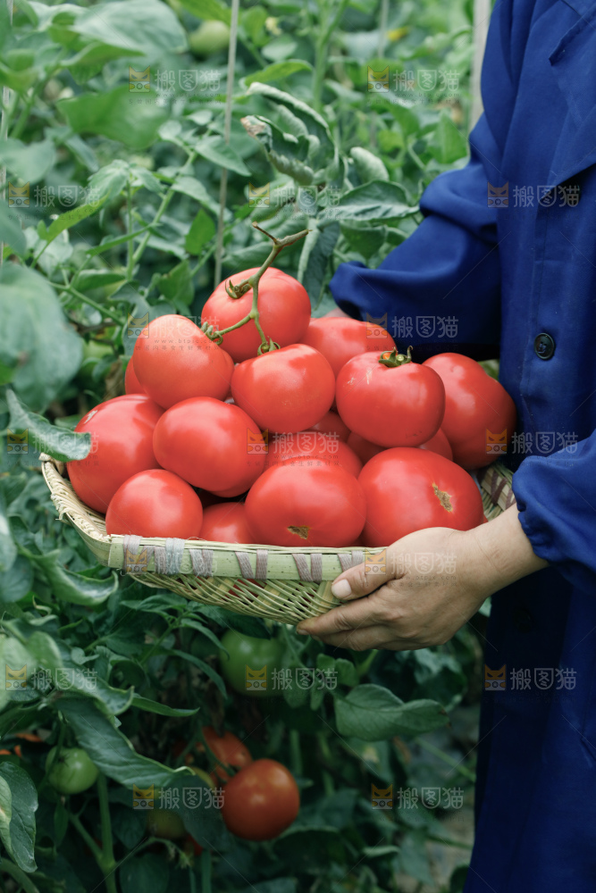 沙瓤西红柿