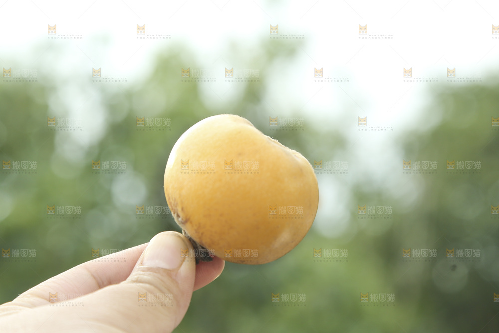 白玉枇杷