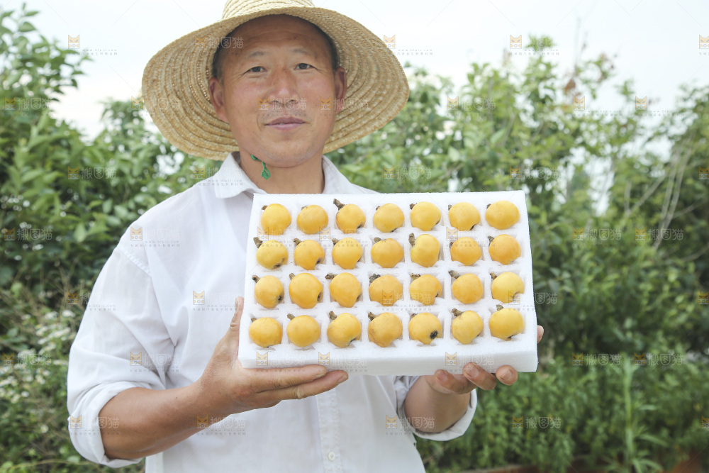 白玉枇杷