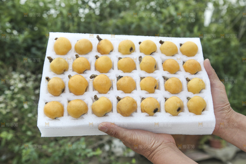 白玉枇杷