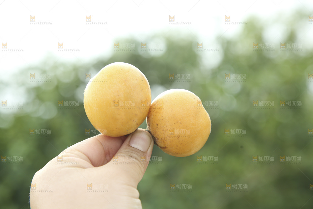 白玉枇杷