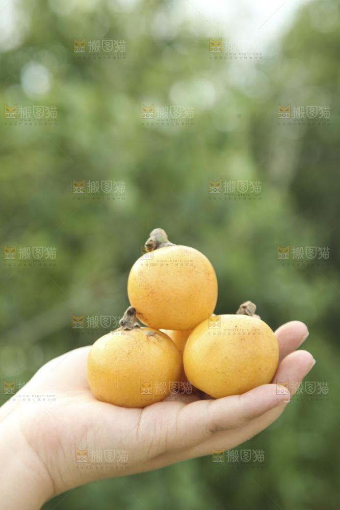 白玉枇杷