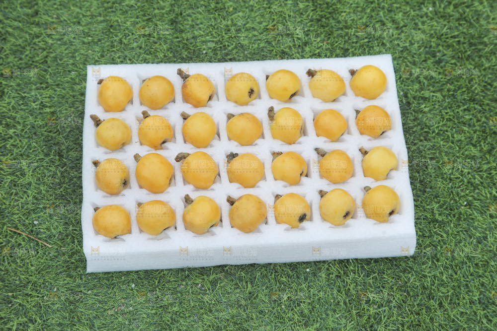 白玉枇杷