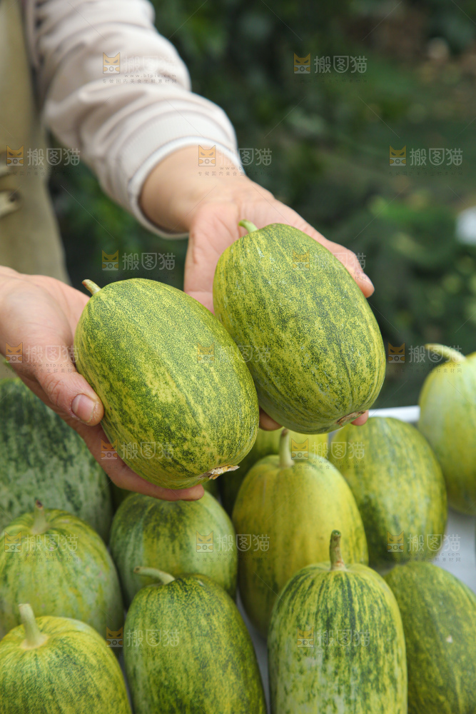 星甜金冠蜜瓜