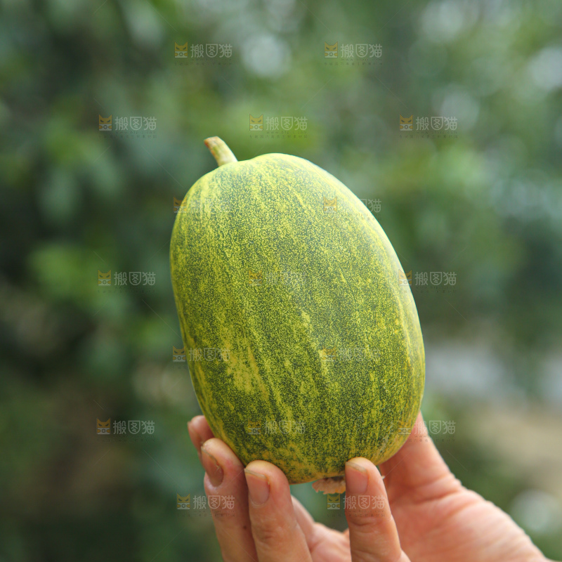 星甜金冠蜜瓜