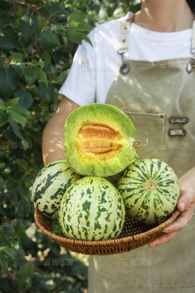 花蕾甜瓜