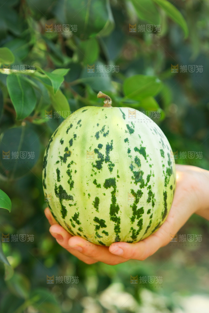 花蕾甜瓜