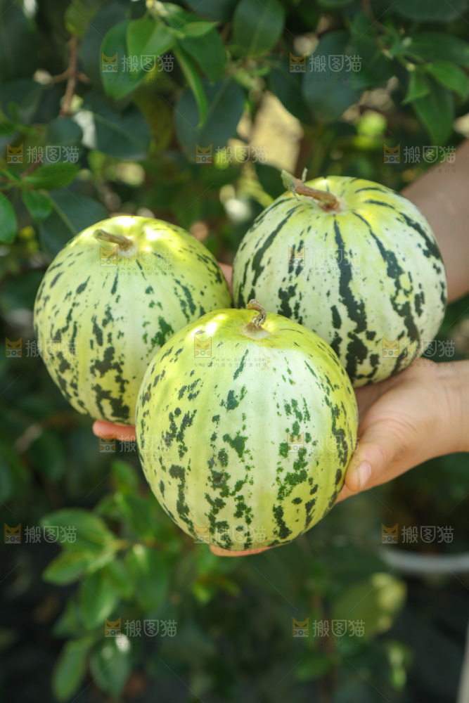 花蕾甜瓜