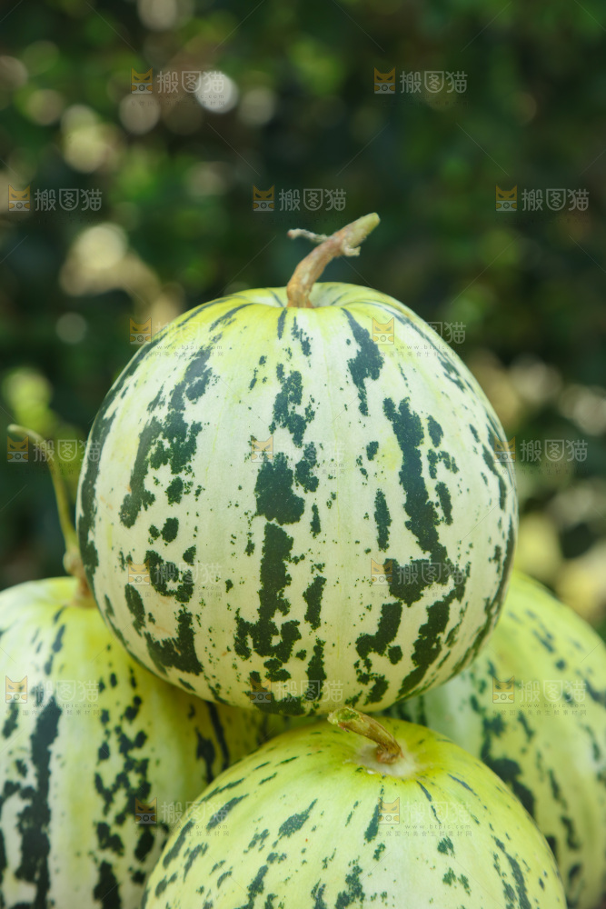 花蕾甜瓜