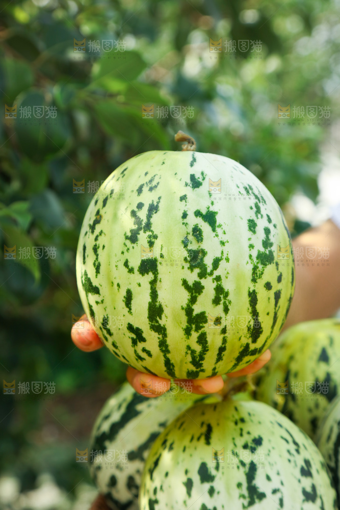 花蕾甜瓜