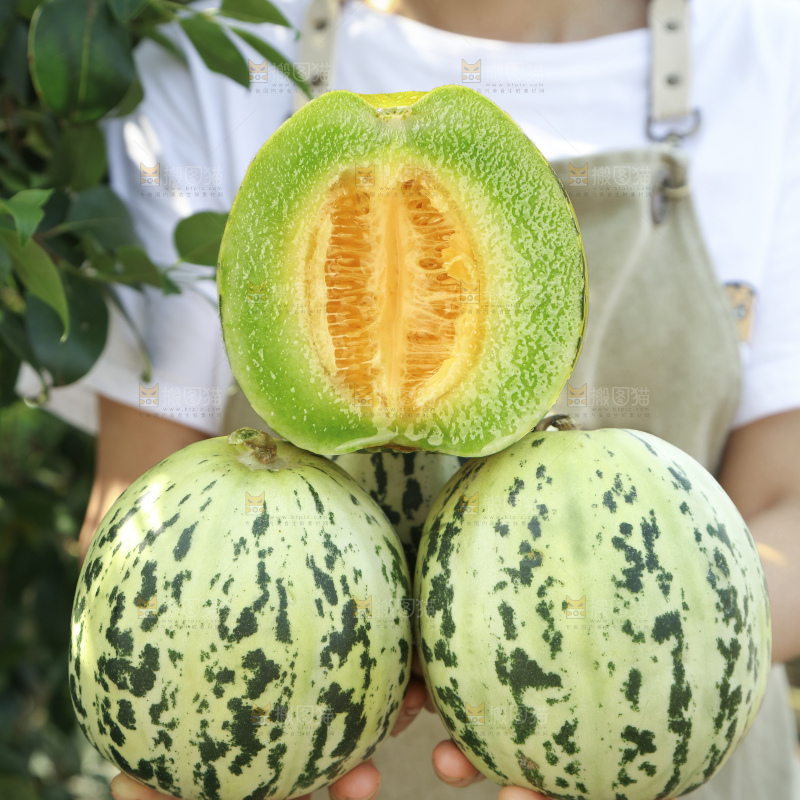 花蕾甜瓜